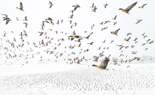 «Зимняя миграция» (Winter Migration), Терье Колаас