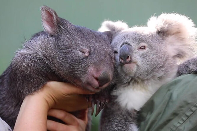 В Австралии между коалой и вомбатом завязалась крепкая дружба. При встрече животные целуют друг друга в нос, а в разлуке — скучают