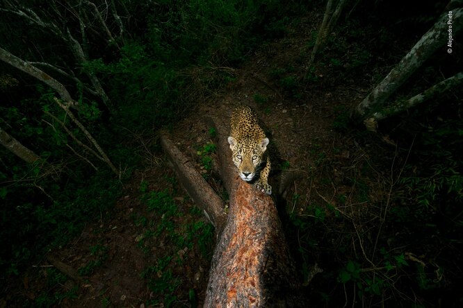 «Лучшая фотоистория»: мексиканский фотограф Алехандро Прието установил камеру в лесу и запечатлел ягуара, который точит когти о ствол дерева.