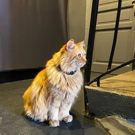 Умер кот Кеша — один из «талисманов и хранителей» Музея Анны Ахматовой в Петербурге