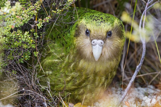 В Новой Зеландии птицей года признали толстого нелетающего попугая какапо