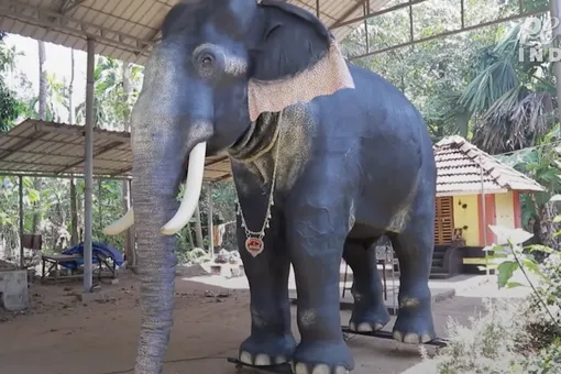 Храм в Индии заменил живого слона механической копией, пожертвованной зоозащитниками