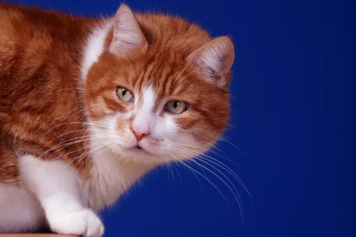 В Польше кошек признали «чужеродным захватническим видом»
