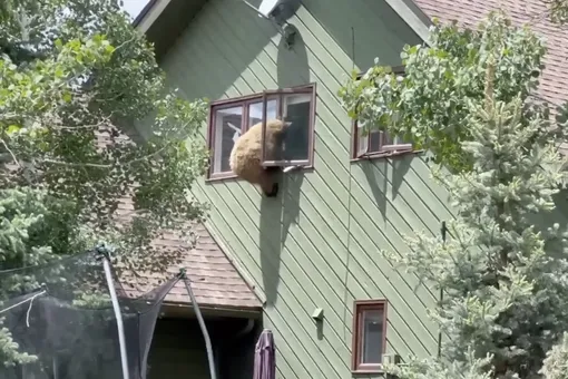 В США медведь пробрался в частный дом и плотно пообедал. Затем он попытался скрыться через окно второго этажа, но испугался высоты