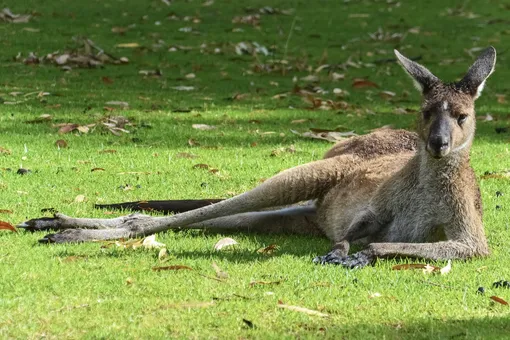 Жители австралийского города Маарум боятся покидать дома из-за нашествия кенгуру