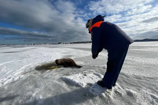 На Сахалине спасли детеныша тюленя, который 3 дня не мог вернуться в море из-за замерзшей проруби