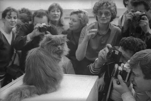 Ребятам о зверятах: сможете ли вы решить задачи о животных из советского сборника?