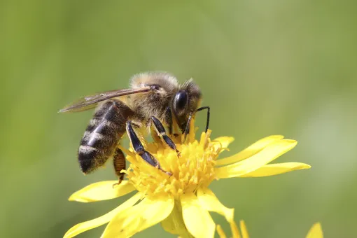 Ученые: пчелиный яд помогает бороться с раком молочной железы