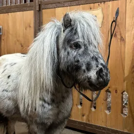 Возлюбленная изменила мини-пони Бубочке с его лучшим другом. Но Бубочка достойно пережил расставание, отпустил обиды и живет свою лучшую жизнь