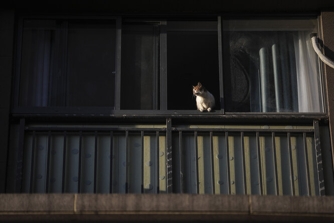 WUHAN, CHINA — FEBRUARY 16: (CHINA OUT)A cat lies on the windowsill at Optical Valley on February 16, 2020 in Wuhan, Hubei province, China. Flights, trains and public transport including buses, subway and ferry services have been closed for 25 days. The number of those who have died from the Wuhan coronavirus, known as 2019-nCoV, in China climbed to 1667. (Photo by Getty Images)