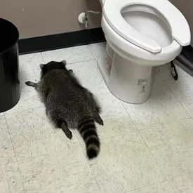 В США енот напился в алкогольном магазине и уснул на полу в туалете В США енот напился в алкогольном магазине и уснул на полу в туалете