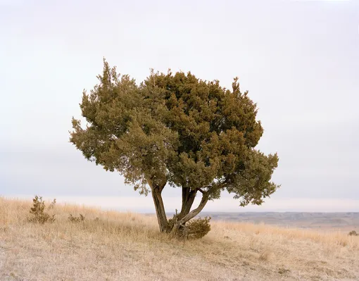 Prairie Juniper, Theodore Roosevelt National Park, NDThe badlands of North Dakota were, and continue to be, a spiritually significant landscape for a diversity of Native cultures. People considered the buttes the homes of many animal spirits and came to the badlands on vision quests and for other rituals in addition to hunting and gathering. This large Prairie Juniper stands like a sentinel above the formidable badlands of Theodore Roosevelt National Park below.