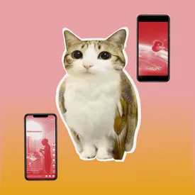 Bathroom camping, генеральские котлы и мяукающая сова: самые странные TikTok-тренды 2025 года Bathroom camping, генеральские котлы и мяукающая сова: самые странные TikTok-тренды 2025 года