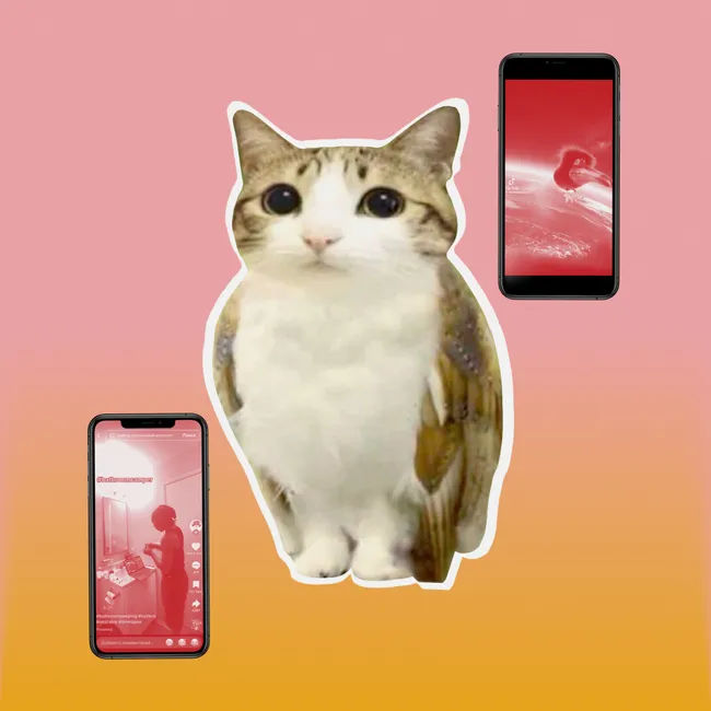 Bathroom camping, генеральские котлы и мяукающая сова: самые странные TikTok-тренды 2025 года