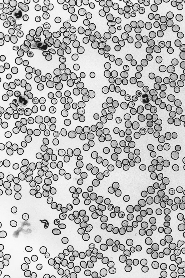 Стесняюсь спросить: как гормоны и метаболизм влияют на энергию?