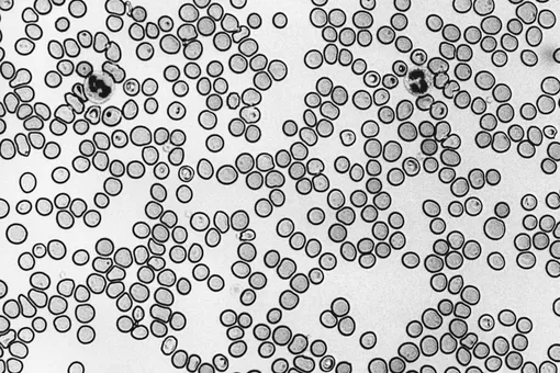 Стесняюсь спросить: как гормоны и метаболизм влияют на энергию?