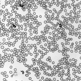 Стесняюсь спросить: как гормоны и метаболизм влияют на энергию?