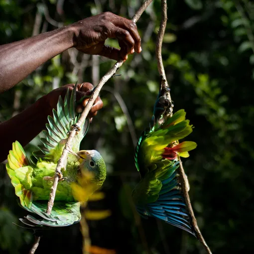 Вы видите эпизод из охоты на попугаев на Больших Антильских островах. Эта охота — одна из традиций народов Карибского бассейна. В результате попугаи находятся под угрозой исчезновения.