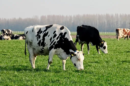 Госдума разрешила следить за коровами через GPS