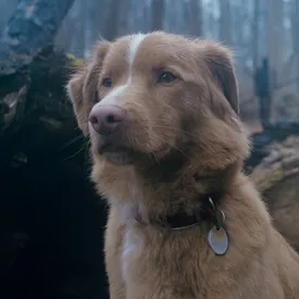 «Я недостаточно хороший мальчик для вас»: собака Инди из хоррора «Глазами пса» попросила «Оскар» обратить внимание на актеров-животных