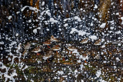 Категория «Птицы в окружающей среде», второе место: камнешарки в объективе испанца Марио Суареса Порраса.