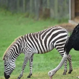 Кризис идентичности: в Великобритании страус решил, что он зебра, и бросил семью