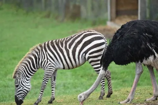 Кризис идентичности: в Великобритании страус решил, что он зебра, и бросил семью