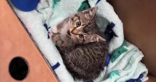 котенок котенок