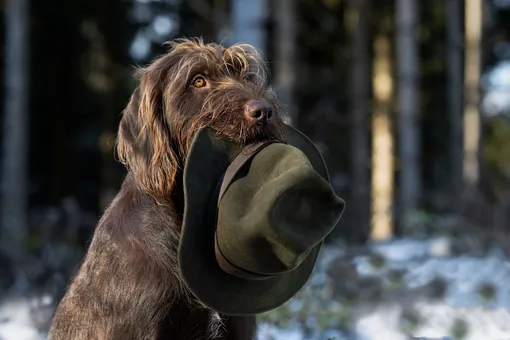 В США собака «выстрелила» в хозяина. Это произошло, когда он чистил оружие В США собака «выстрелила» в хозяина. Это произошло, когда он чистил оружие