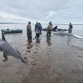На Камчатке спасли семью косаток. Они застряли на мели из-за отлива На Камчатке спасли семью косаток. Они застряли на мели из-за отлива