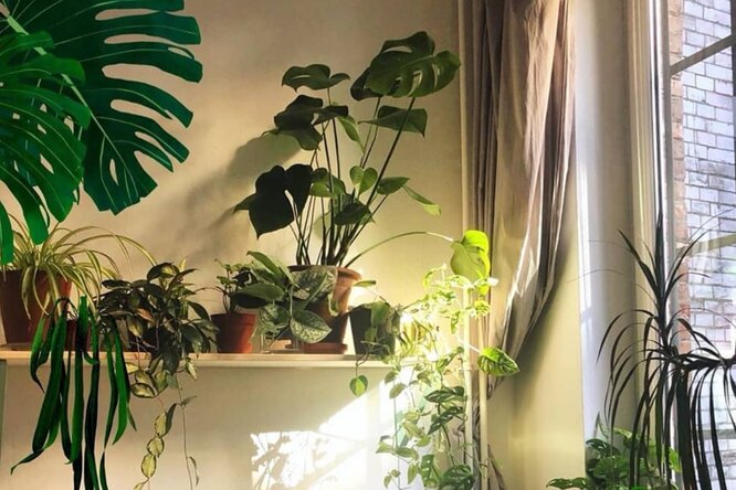 Городские джунгли: где искать комнатные растения и все необходимое для домашнего озеленения
