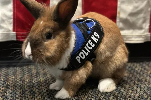 Кролик поступил на службу в полицию Калифорнии. Он все время бездельничает, но занимает одну из ключевых должностей