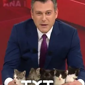 Ведущий турецкого телеканала показал в прямом эфире котят, которые ищут себе дом