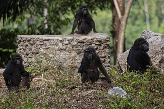 В Индии агрессивные обезьяны нападают на людей. Местные жители решили переодеться медведями, чтобы отпугнуть животных (и это сработало)