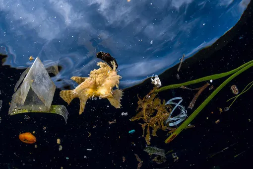 Подводная жизнь и мусор