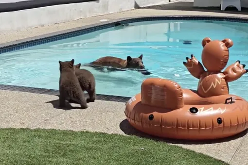 Семья медведей забралась на задний двор в Калифорнии. Мама-медведица искупалась в бассейне, а медвежата в это время наблюдали за ней с суши