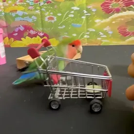 Попугай по кличке Кола попал в Книгу рекордов Гиннесса, продемонстрировав 21 трюк за минуту