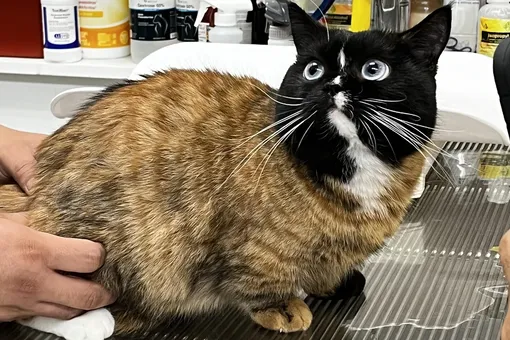 В сети завирусились фотографии кота необычного окраса. Некоторые пользователи даже считают, что снимки сгенерировала нейросеть