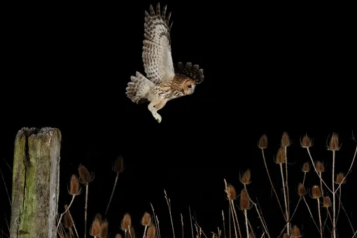 Неясыть обыкновенный охотится ночью на мышей, Бурн, Англия.