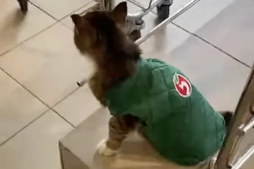 В Подмосковье кота Пепу взяли на работу в магазин. Ему даже выдали униформу