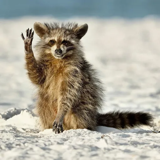 Hello EveryoneA raccoon on a Florida beach being fed shrimpsPhotograph: Miroslav Srb/Comedywildlifephoto.com