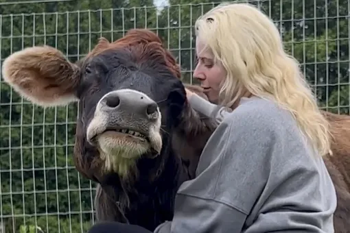 19-летняя слепая корова покорила соцсети. Она обожает обниматься и слушать музыку