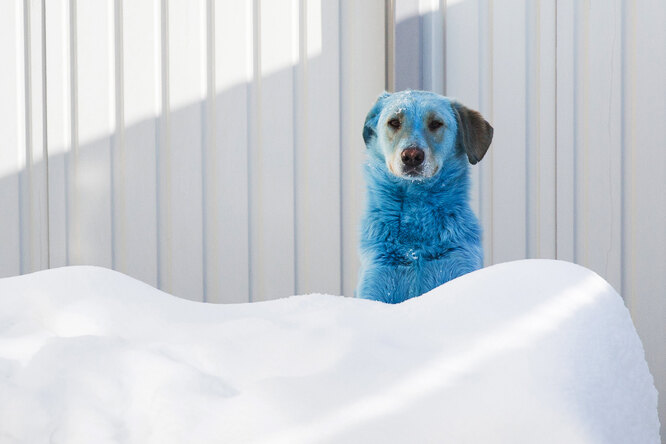 Голубые собаки в Нижнем Новогороде