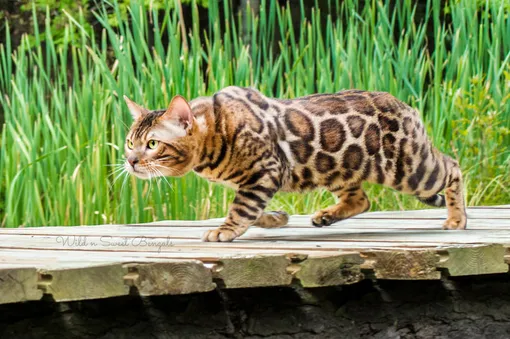 Бенгальская кошка — гибрид дикой бенгальской жительницы азиатских лесов и домашней кошки. Первое гибридное поколение было получено для исследования лейкемии, последующие — для того, чтобы пятнистые, но ласковые коты радовали хозяев