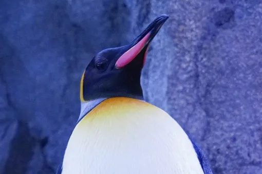 Документалисты BBC спасли пингвинов в Антарктиде (в нарушение правил)