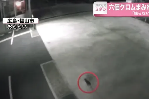 В японском городе Фукуяма ищут кошку, которая залезла в резервуар с химикатами и убежала