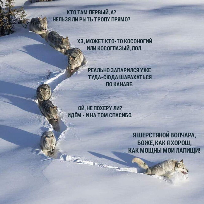Шерстяной волчара» оказался волчицей