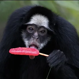 В бразильском зоопарке во время аномальной жары животных угостили фруктовым льдом