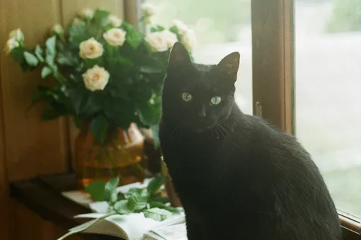 В США библиотека проводит акцию «Мартовское мяуканье», в рамках которой читателям прощают все долги — нужно лишь принести фото кота!