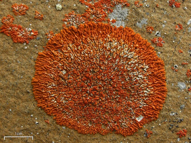 Хanthoria elegans